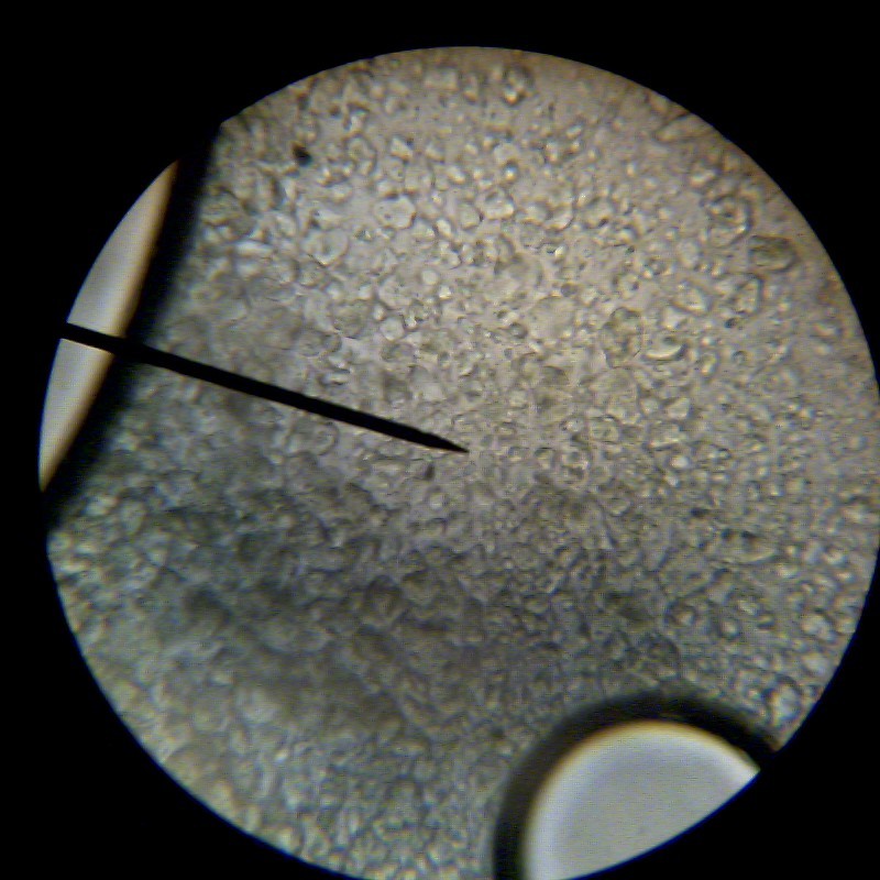 Microscope fun for kids